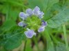 Heal-all; Self-heal (Prunella vulgaris)