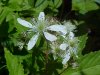 Allegheny Blackberry  (Rubus allegheniensis porter agg)