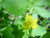 Pale St. John's Wort (Hypericum ellipticum)