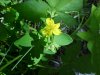 Pale St. John's Wort (Hypericum ellipticum)
