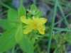 Pale St. John's Wort (Hypericum ellipticum)