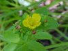 Pale St. John's Wort (Hypericum ellipticum)