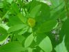Pale St. John's Wort (Hypericum ellipticum)