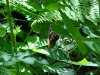 Butterfly of Backwoods Southern Vermont: Summer 2001