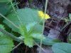 Canadian Dwarf Cinquefoil (Potentilla canadensis)