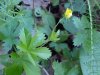 Canadian Dwarf Cinquefoil (Potentilla canadensis)