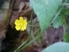 Canadian Dwarf Cinquefoil (Potentilla canadensis)