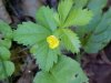 Canadian Dwarf Cinquefoil (Potentilla canadensis)