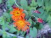 Orange Hawkweed; Devil's Paintbrush (Hieracium aurantiacum)