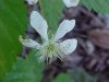 Allegheny Blackberry  (Rubus allegheniensis porter agg)