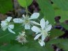 Allegheny Blackberry  (Rubus allegheniensis porter agg)