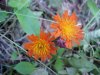 Orange Hawkweed; Devil's Paintbrush (Hieracium aurantiacum)