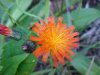 Orange Hawkweed; Devil's Paintbrush (Hieracium aurantiacum)