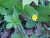 Canadian Dwarf Cinquefoil (Potentilla canadensis)
