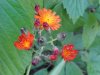 Orange Hawkweed; Devil's Paintbrush (Hieracium aurantiacum)