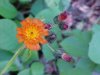 Orange Hawkweed; Devil's Paintbrush (Hieracium aurantiacum)