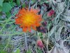 Orange Hawkweed; Devil's Paintbrush (Hieracium aurantiacum)