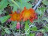 Orange Hawkweed; Devil's Paintbrush (Hieracium aurantiacum)