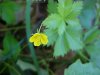 Canadian Dwarf Cinquefoil (Potentilla canadensis)
