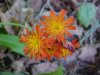 Orange Hawkweed; Devil's Paintbrush (Hieracium aurantiacum)