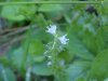 Common Speedwell (Veronica officinalis)