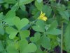 Yellow Wood Sorrel; Sour Grass (Oxalis stricta)