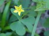Yellow Wood Sorrel; Sour Grass (Oxalis stricta)