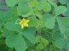 Yellow Wood Sorrel; Sour Grass (Oxalis stricta)