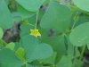 Yellow Wood Sorrel; Sour Grass (Oxalis stricta)
