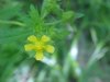 Rough-fruited Cinquefoil (Potentilla recta)