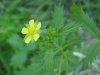 Rough-fruited Cinquefoil (Potentilla recta)