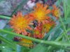 Orange Hawkweed; Devil's Paintbrush (Hieracium aurantiacum)