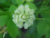 White Clover; Dutch Clover (Trifolium repens)