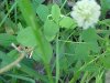 White Clover; Dutch Clover (Trifolium repens)