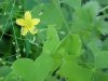 Yellow Wood Sorrel; Sour Grass (Oxalis stricta)