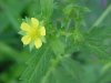Rough-fruited Cinquefoil (Potentilla recta)