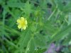 Rough-fruited Cinquefoil (Potentilla recta)