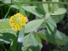 Hop Clover (Trifolium aureum)