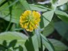 Hop Clover (Trifolium aureum)