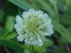 White Clover; Dutch Clover (Trifolium repens)