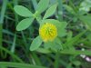 Hop Clover (Trifolium aureum)