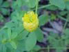 Hop Clover (Trifolium aureum)
