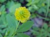 Hop Clover (Trifolium aureum)