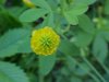 Hop Clover (Trifolium aureum)