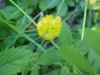 Hop Clover (Trifolium aureum)