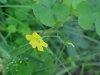 Yellow Wood Sorrel; Sour Grass (Oxalis stricta)