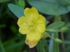 Small Sundrop (Onagraceae perennis)