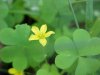 Yellow Wood Sorrel; Sour Grass (Oxalis stricta)