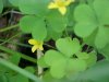 Yellow Wood Sorrel; Sour Grass (Oxalis stricta)
