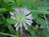 Red Clover (Trifolium pratense)